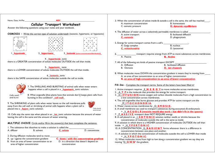 Active and passive transport worksheet answers