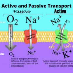 Active and passive transport worksheet answers