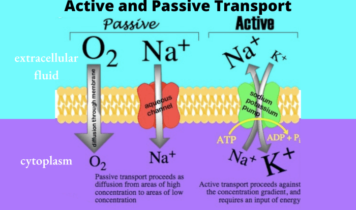 Active and passive transport worksheet answers