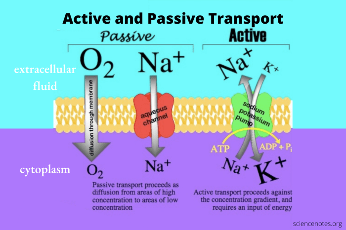 Active and passive transport worksheet answers