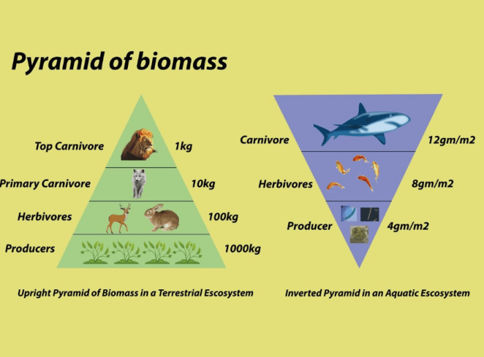 Food chains food webs and ecological pyramids worksheet answers