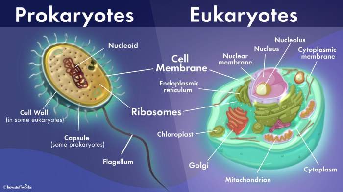 Prokaryotic and eukaryotic cells pogil answers