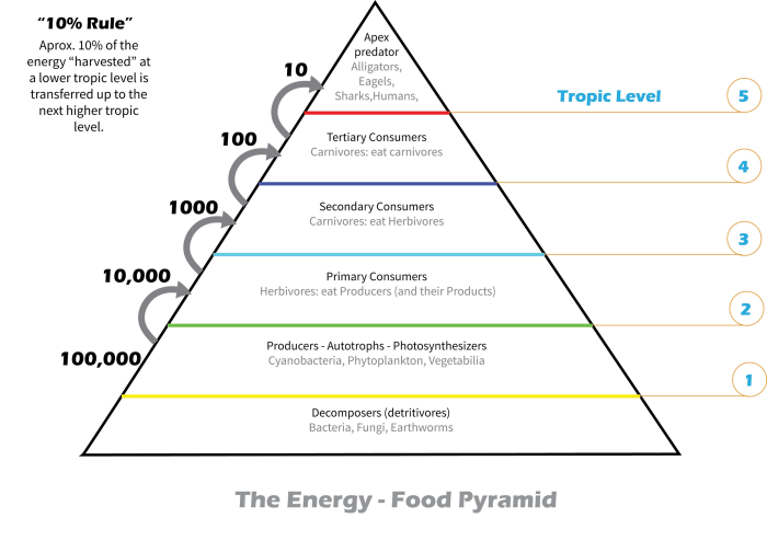 Food chains food webs and ecological pyramids worksheet answers