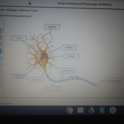 Exercise 15 review sheet histology of nervous tissue