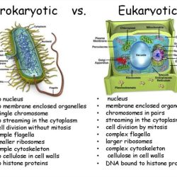 Prokaryotic and eukaryotic cells pogil answers