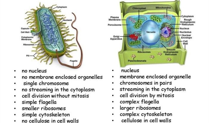 Prokaryotic and eukaryotic cells pogil answers