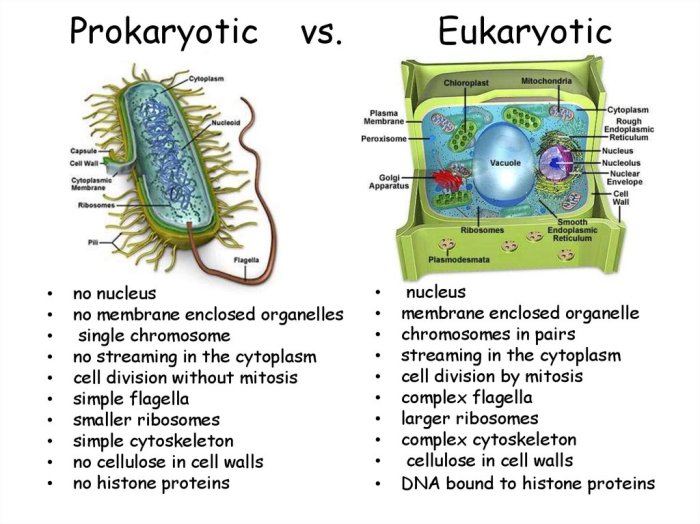 Prokaryotic and eukaryotic cells pogil answers