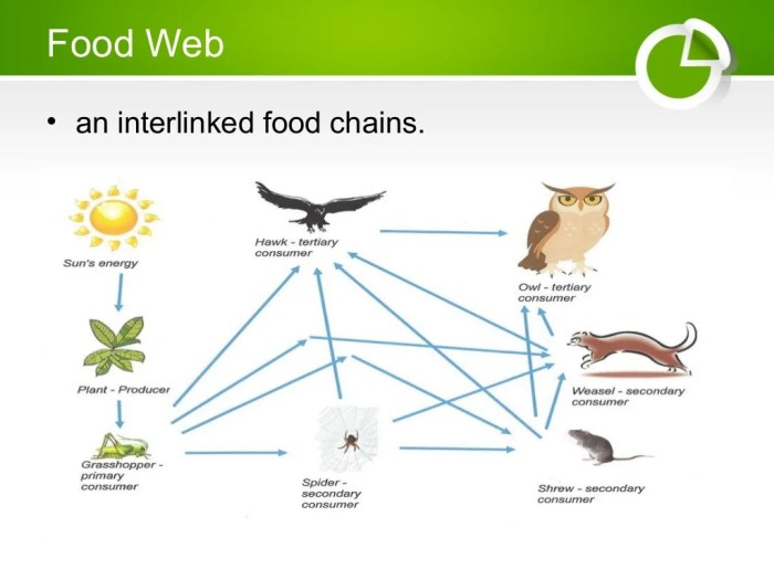 Food chains food webs and ecological pyramids worksheet answers